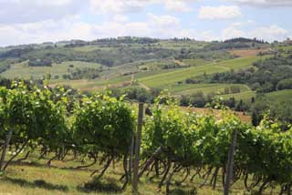 Tuscany Wine Trail - Vineyards